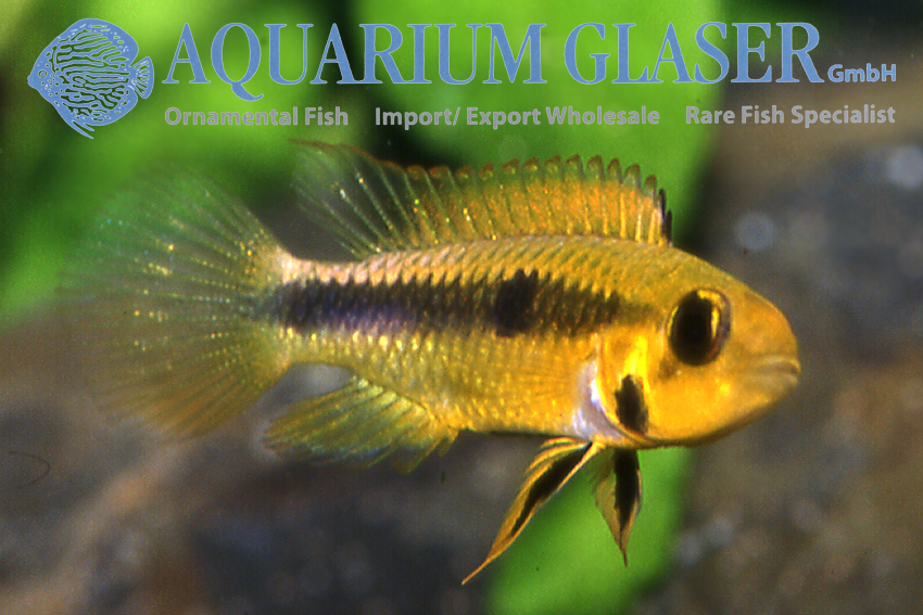 Wilhelm's Apisto L - Wild (min. 10 pcs) - Image 2