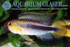 Wilhelm's Apisto L - Wild (min. 10 pcs) - Image 4