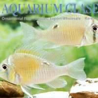 Green-streaked Eartheater M - Wild (min. 7 pcs)