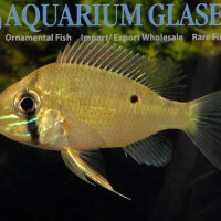 Orinoco Eartheater M/L - Wild (min. 5 pcs)