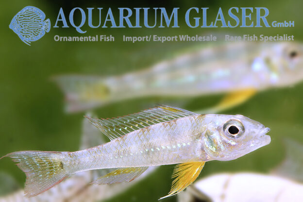 Dicentrarchus Dwarf Cichlid L/XL - Wild (min. 5 pcs) - Image 14