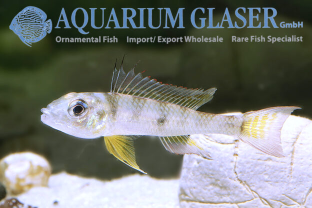 Dicentrarchus Dwarf Cichlid L/XL - Wild (min. 5 pcs) - Image 13