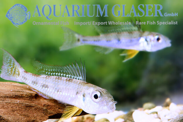 Dicentrarchus Dwarf Cichlid L/XL - Wild (min. 5 pcs) - Image 12