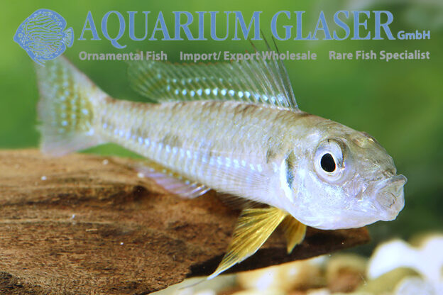Dicentrarchus Dwarf Cichlid L/XL - Wild (min. 5 pcs) - Image 11