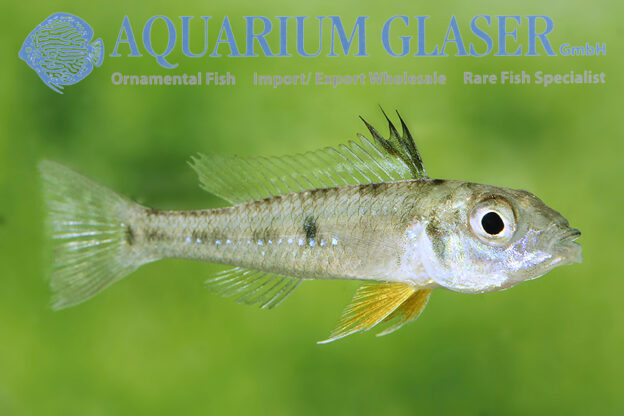 Dicentrarchus Dwarf Cichlid L/XL - Wild (min. 5 pcs) - Image 10
