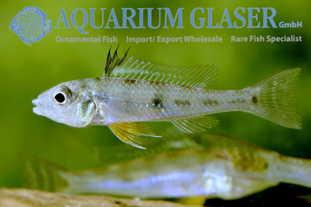 Dicentrarchus Dwarf Cichlid L/XL - Wild (min. 5 pcs) - Image 9
