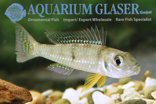 Dicentrarchus Dwarf Cichlid L/XL - Wild (min. 5 pcs) - Image 8