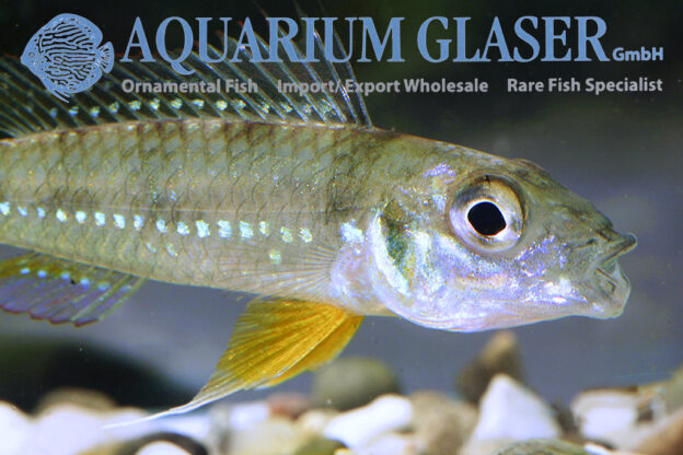 Dicentrarchus Dwarf Cichlid L/XL - Wild (min. 5 pcs) - Image 7