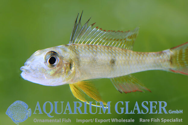Dicentrarchus Dwarf Cichlid L/XL - Wild (min. 5 pcs) - Image 6