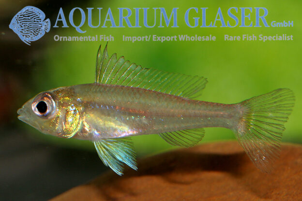 Dicentrarchus Dwarf Cichlid L/XL - Wild (min. 5 pcs) - Image 4