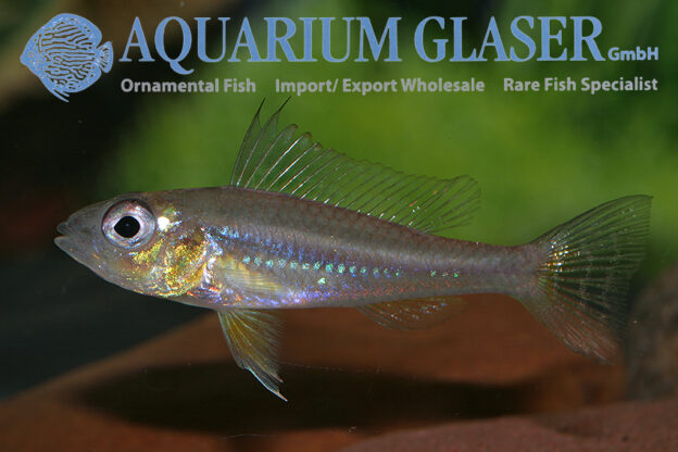 Dicentrarchus Dwarf Cichlid L/XL - Wild (min. 5 pcs) - Image 5