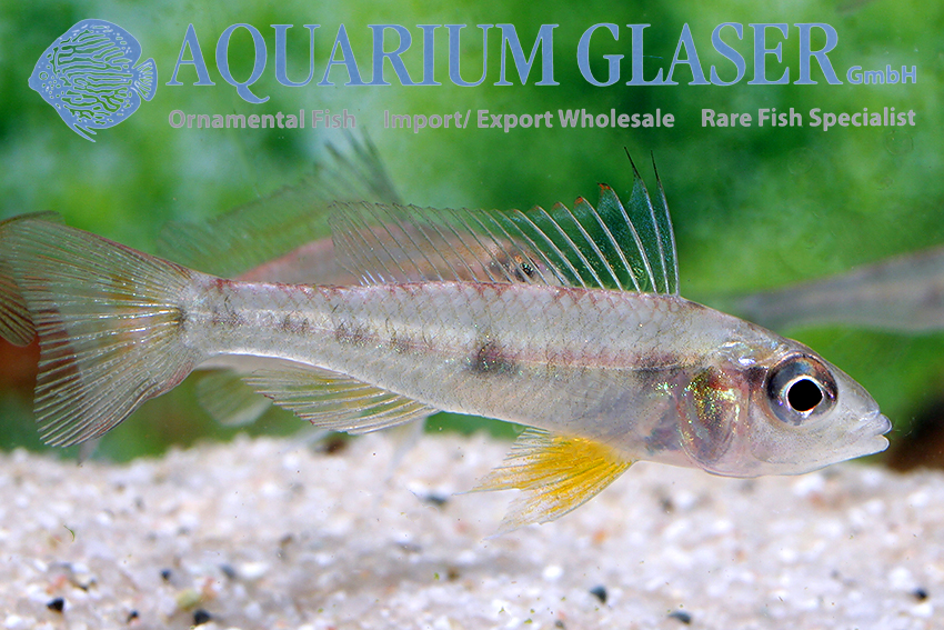 Dicentrarchus Dwarf Cichlid L/XL - Wild (min. 5 pcs) - Image 3