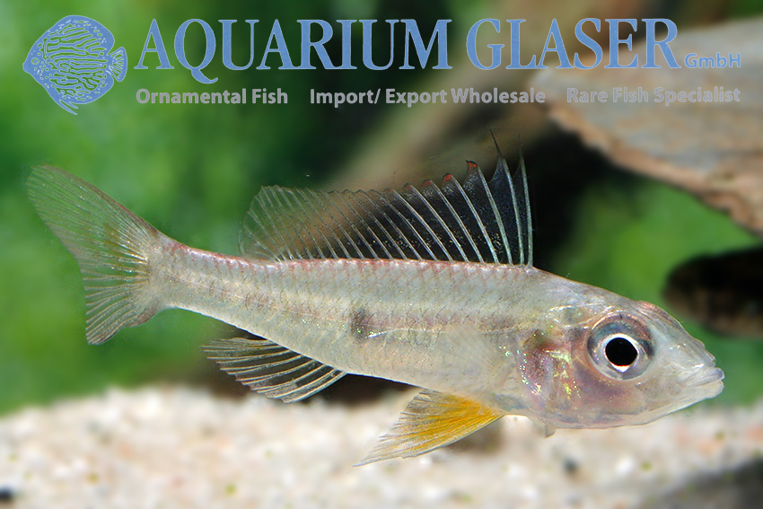 Dicentrarchus Dwarf Cichlid L/XL - Wild (min. 5 pcs) - Image 2