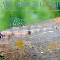 Dicentrarchus Dwarf Cichlid L/XL - Wild (min. 5 pcs)