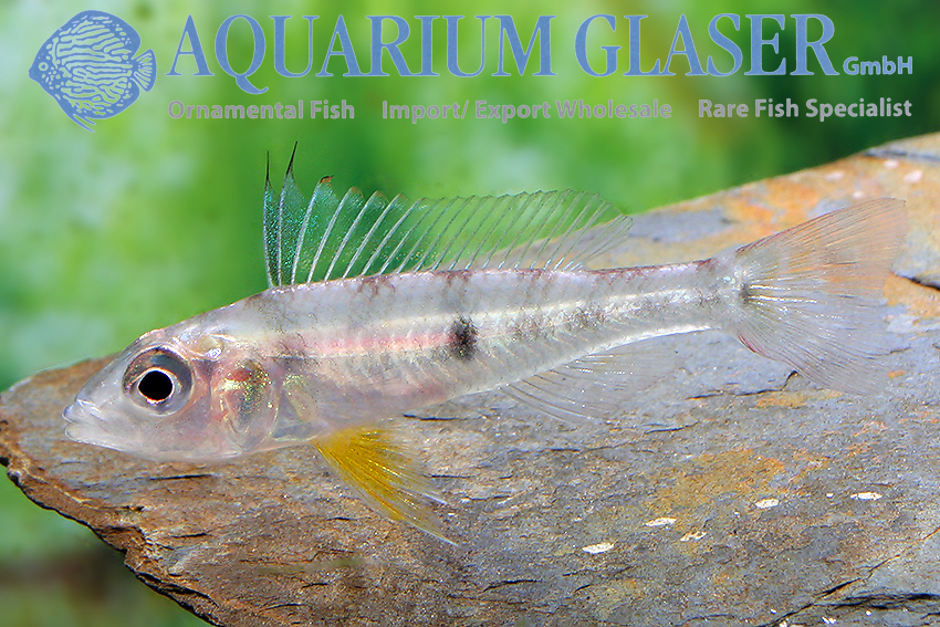 Dicentrarchus Dwarf Cichlid L/XL - Wild (min. 5 pcs)