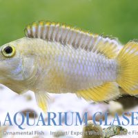 Panda Apisto M (min. 18 pcs)