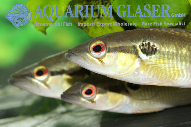 Britski's Pike L (min. 3 pcs) - Image 9