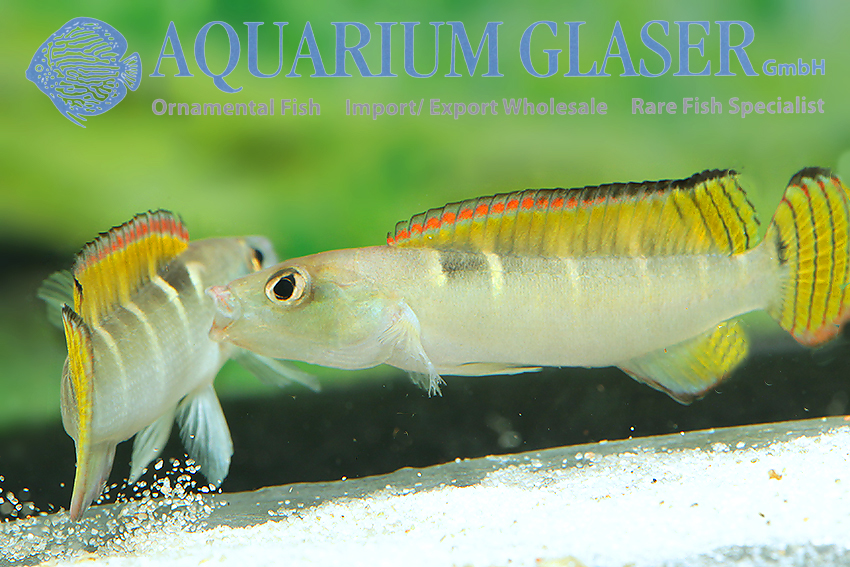 Compressiceps Dwarf Pike M (min. 5 pcs) - Image 3
