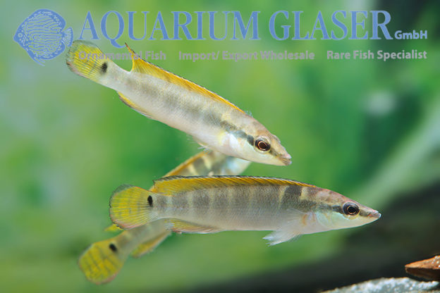 Compressiceps Dwarf Pike M (min. 5 pcs) - Image 8