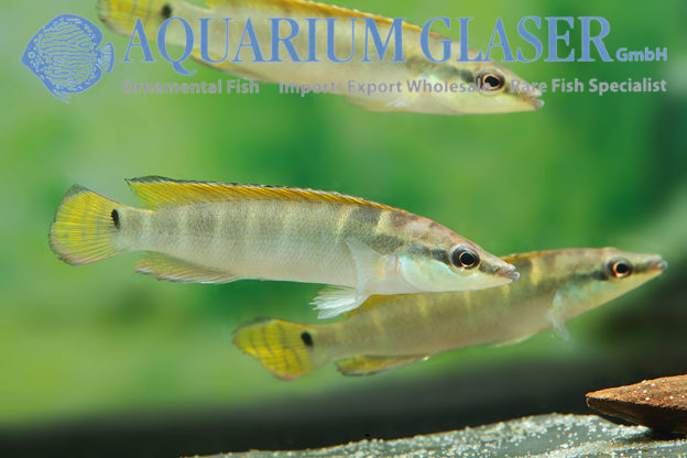 Compressiceps Dwarf Pike M (min. 5 pcs) - Image 7