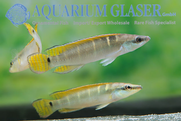 Compressiceps Dwarf Pike M (min. 5 pcs) - Image 6