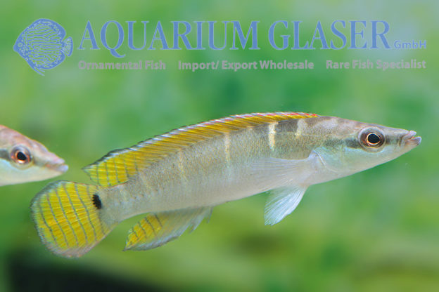 Compressiceps Dwarf Pike M (min. 5 pcs) - Image 5