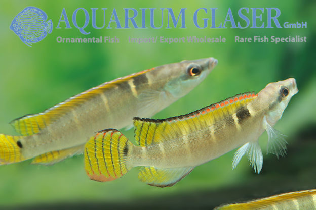 Compressiceps Dwarf Pike M (min. 5 pcs) - Image 4