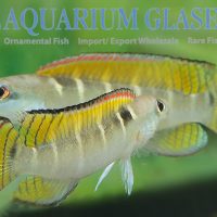 Compressiceps Dwarf Pike M (min. 5 pcs)
