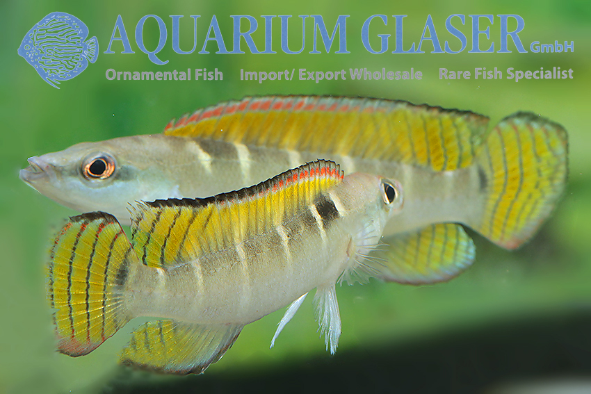 Compressiceps Dwarf Pike M (min. 5 pcs)