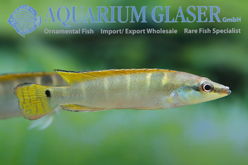 Compressiceps Dwarf Pike M (min. 5 pcs) - Image 2
