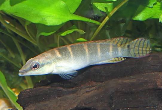 Cyclos Pike M (min. 2 pcs)