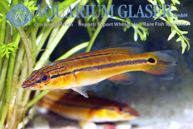 Xingu I Pike M (min. 7 pcs) - Image 5