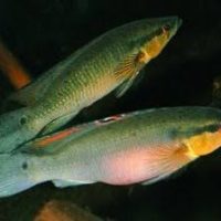 Proteus Pike M - Wild (min. 7 pcs)