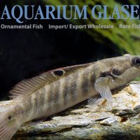 Belly Crawler Pike M - Wild (min. 5 pcs)