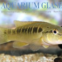 Big Lip Pike M/L (min. 1 pc)