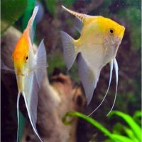Angelfish - Gold M (min. 16 pcs)
