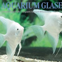 Angelfish - Platinum M (min. 16 pcs)