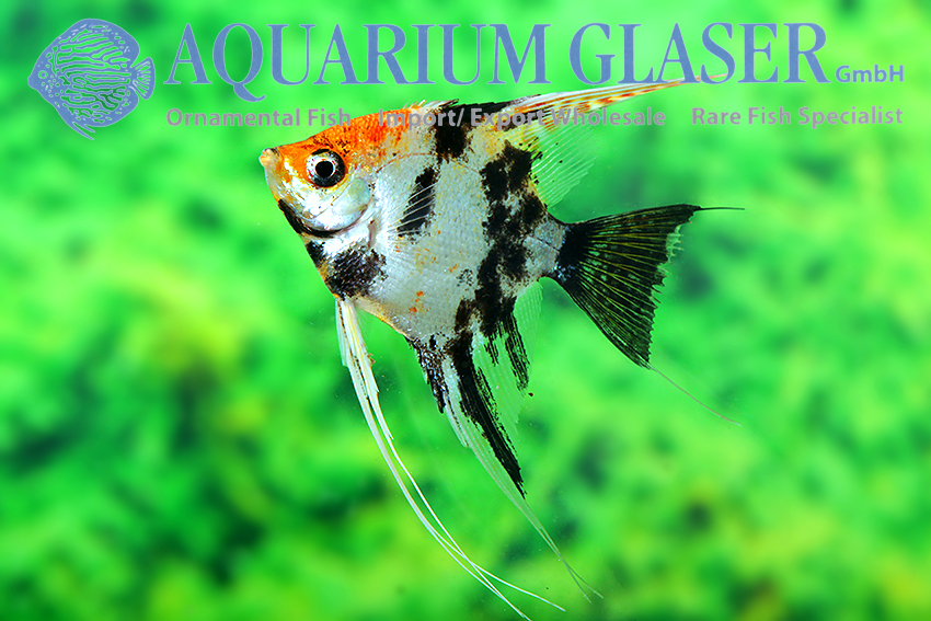 Angelfish - Red Head Marble M/L (min. 6 pcs) - Image 2