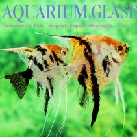 Angelfish - Red Head Marble M/L (min. 6 pcs)