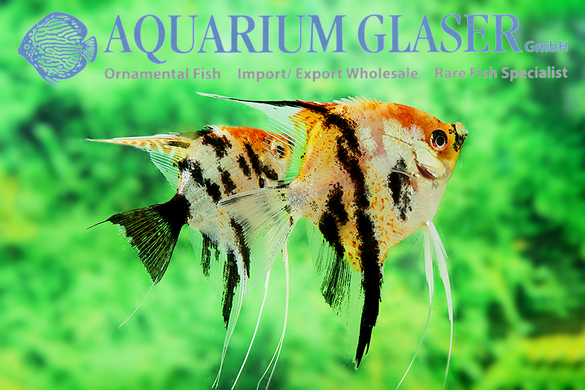 Angelfish - Red Head Marble M/L (min. 6 pcs)