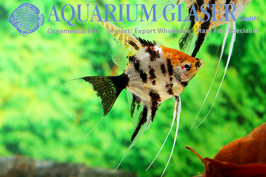 Angelfish - Red Head Marble M/L (min. 6 pcs) - Image 3