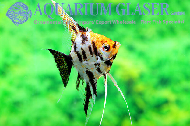 Angelfish - Red Head Marble M/L (min. 6 pcs) - Image 4
