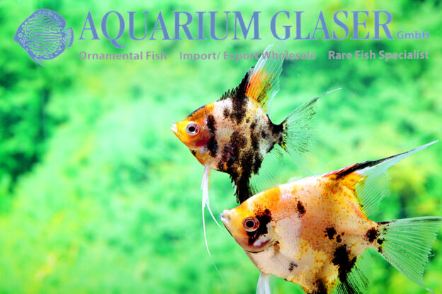 Angelfish - Red Head Marble M/L (min. 6 pcs) - Image 5