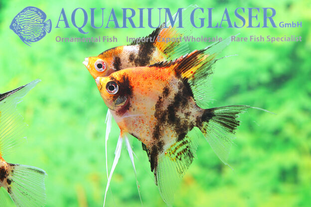 Angelfish - Red Head Marble M/L (min. 6 pcs) - Image 6