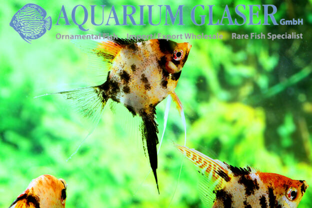 Angelfish - Red Head Marble M/L (min. 6 pcs) - Image 7