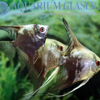 Angelfish - California M (min. 15 pcs)