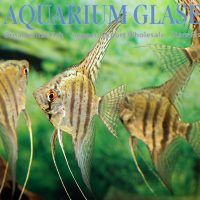 Angelfish - Zebra M (min. 16 pcs)