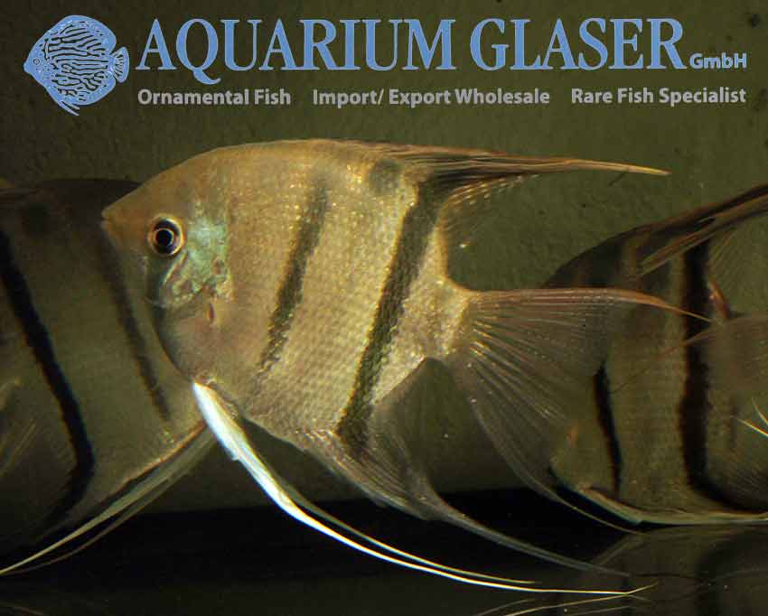 Leopoldo Angelfish S/M - Wild (min. 6 pcs) - Image 3