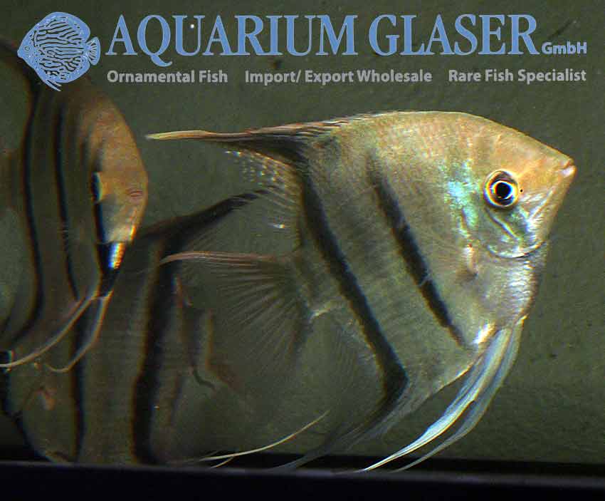Leopoldo Angelfish S/M - Wild (min. 6 pcs) - Image 4