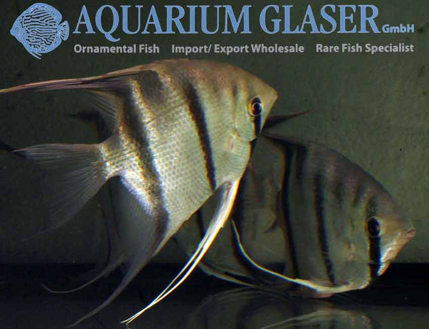 Leopoldo Angelfish S/M - Wild (min. 6 pcs) - Image 5
